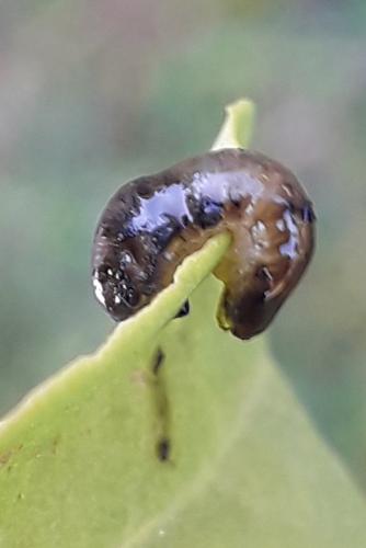 Caliroa cerasi
